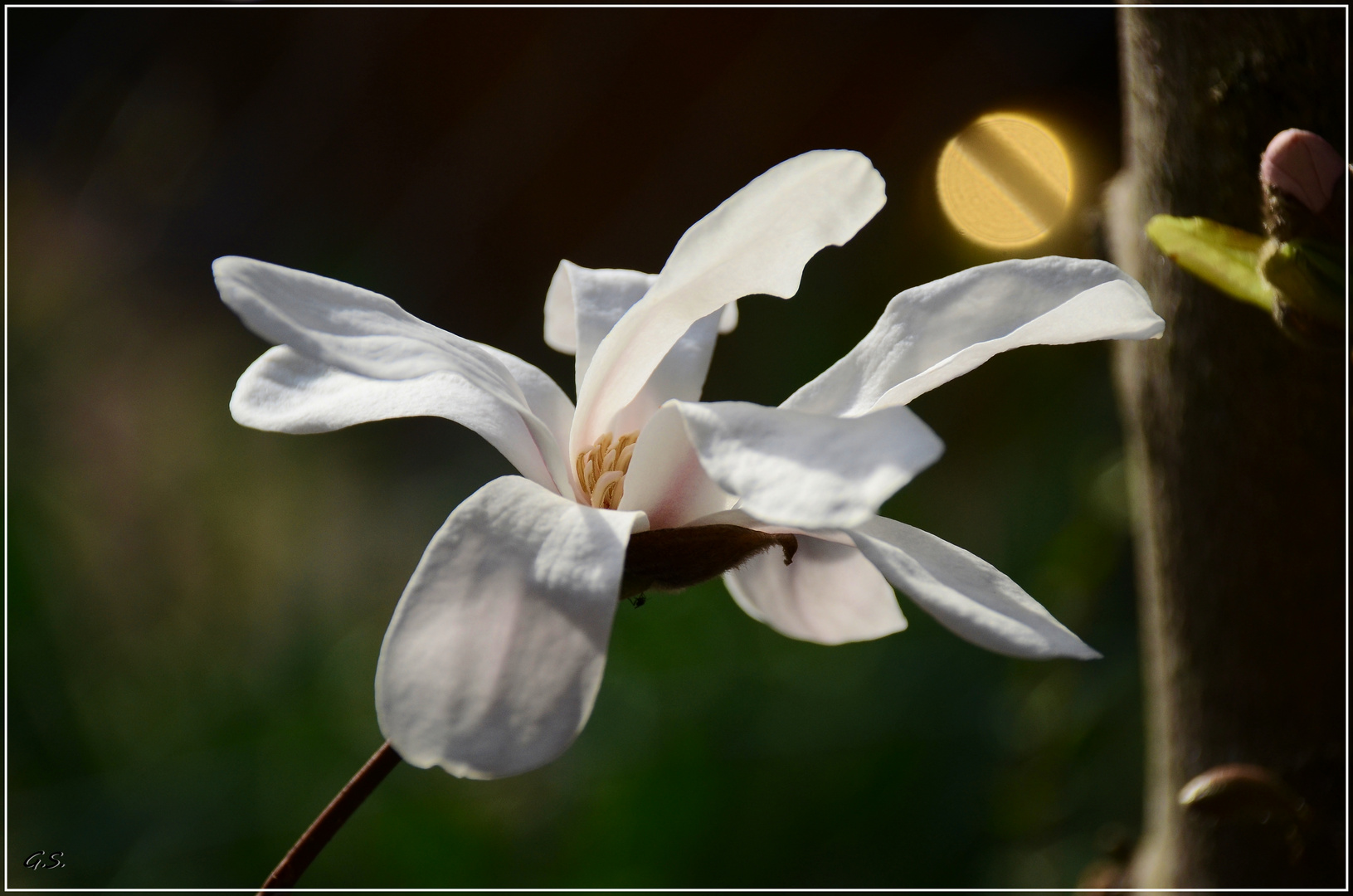 Magnolien Blüte