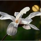 Magnolien Blüte