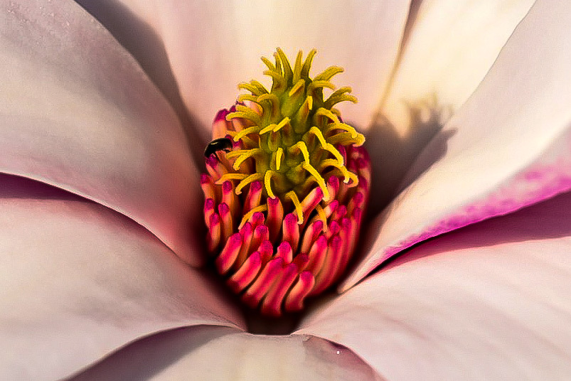 Magnolien Blüte