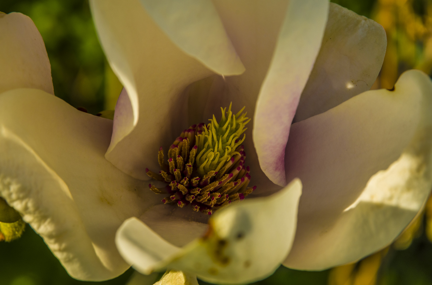 Magnolien Blüte