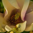 Magnolien Blüte