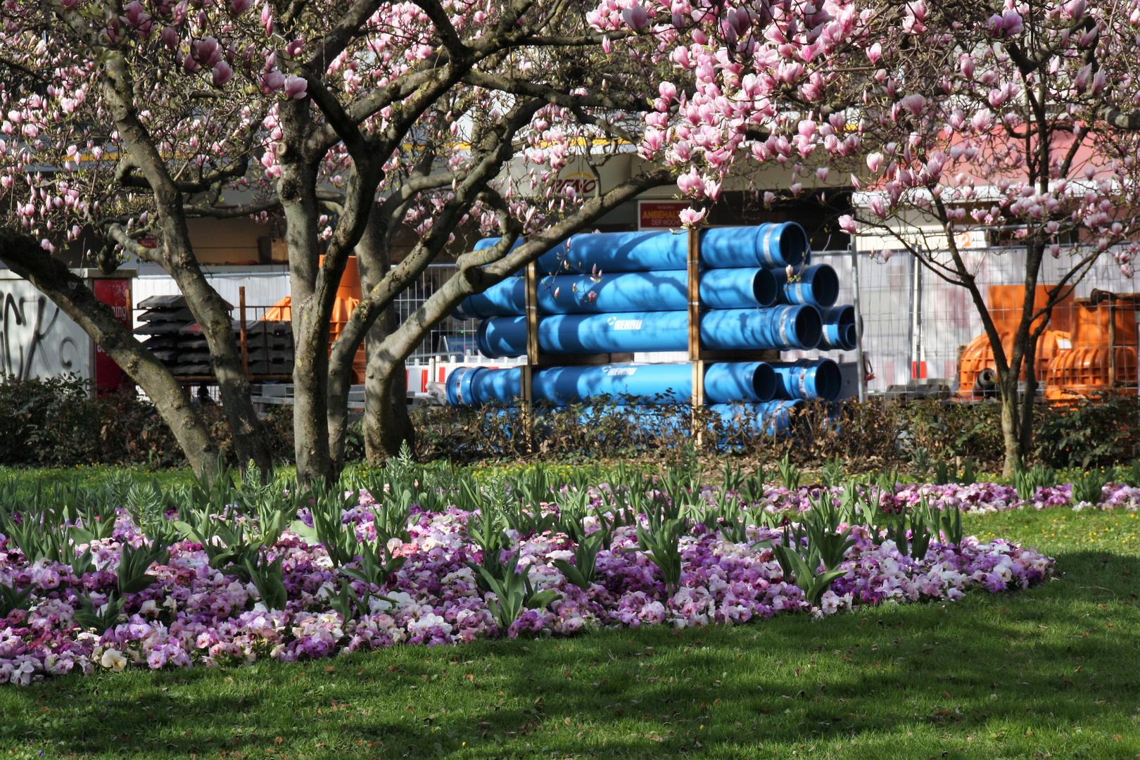 Magnolien Blüte