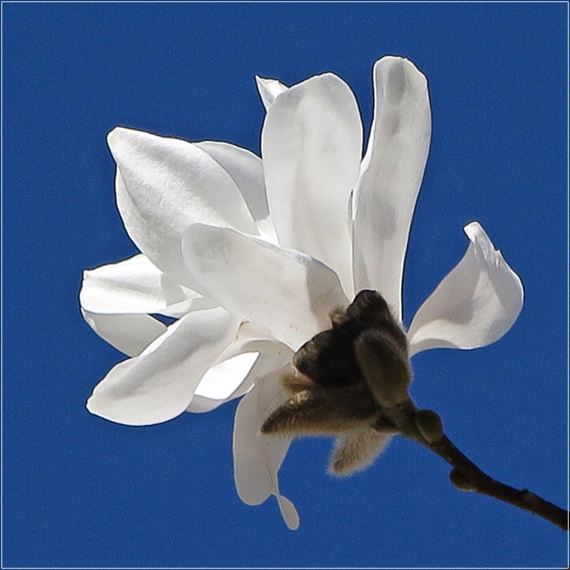 Magnolien-Blüte