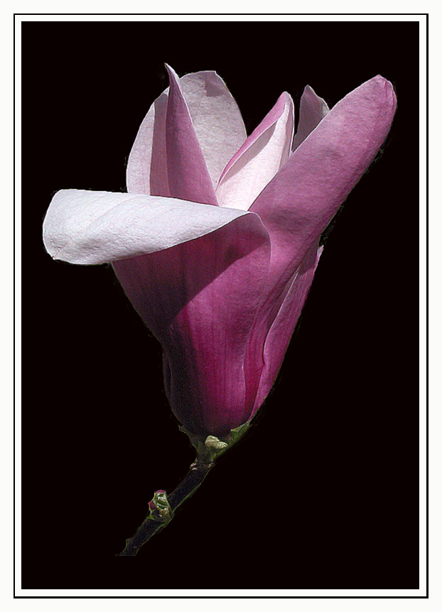 Magnolien-Blüte