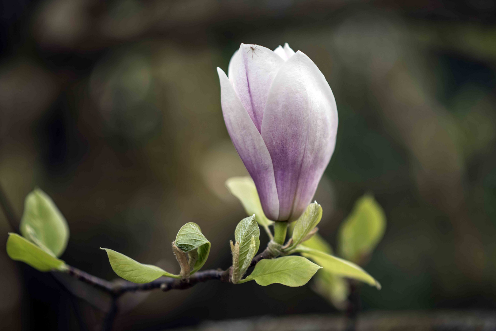 Magnolien Blüte