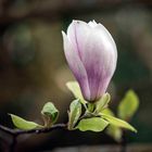 Magnolien Blüte