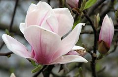 Magnolien- Blüte