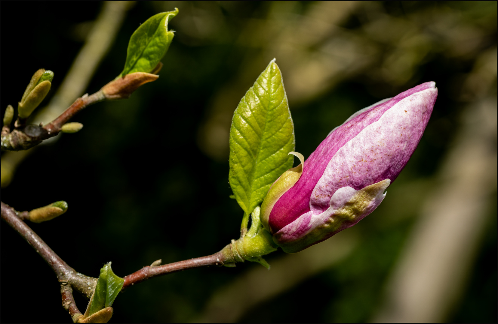 Magnolien-Blüte