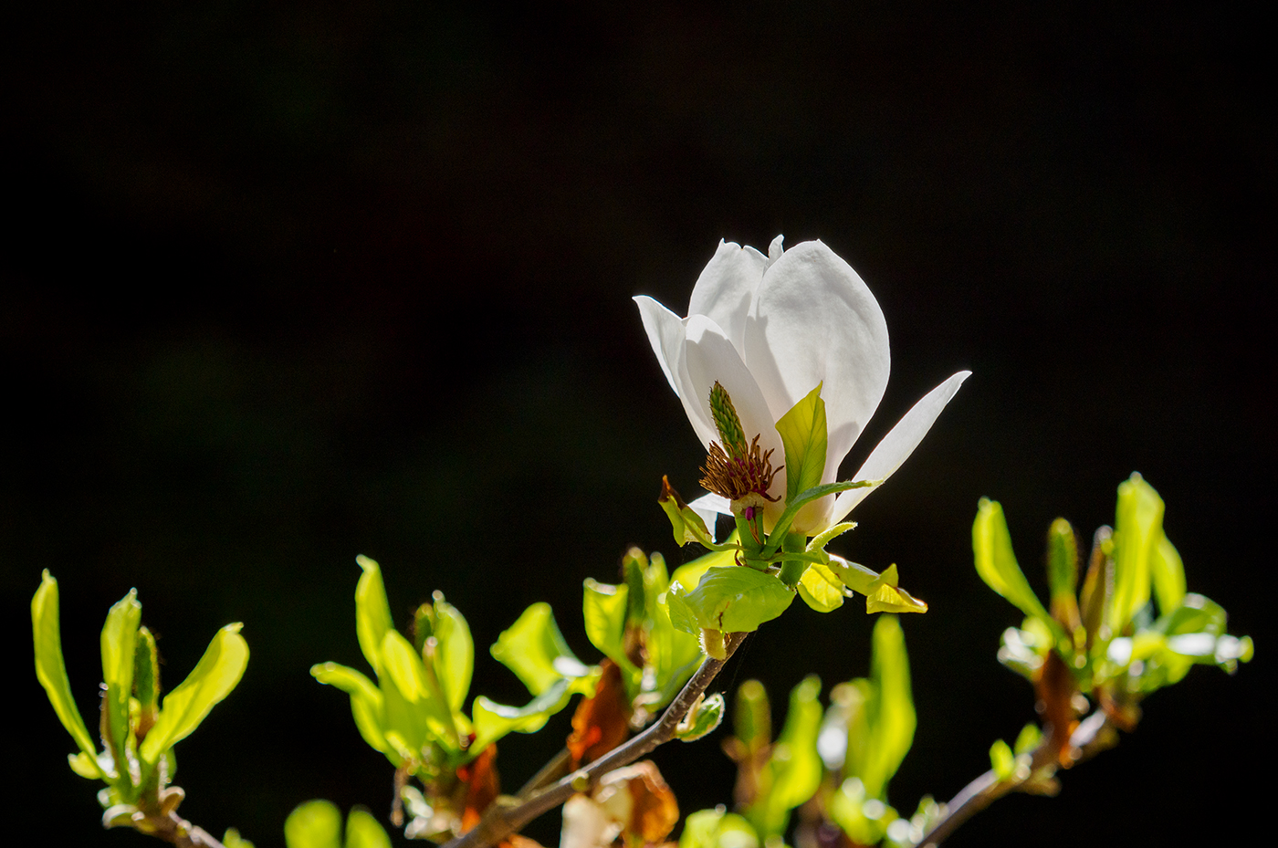 Magnolien-Blüte