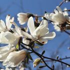 Magnolien - Blüte
