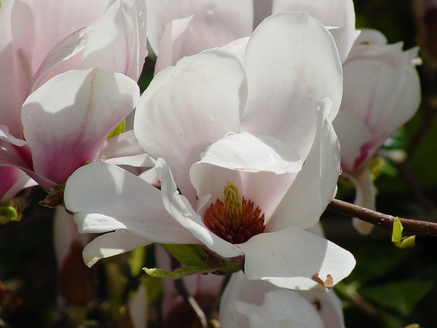 Magnolien Blüte