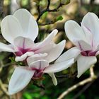 Magnolien Blüte