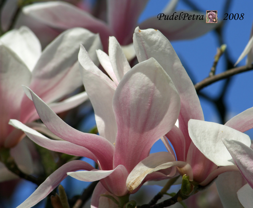 Magnolien Blüte