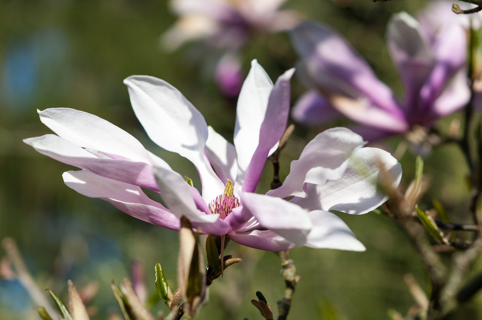 Magnolien Blüte