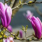 Magnolien-blüte.