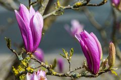 Magnolien-blüte.