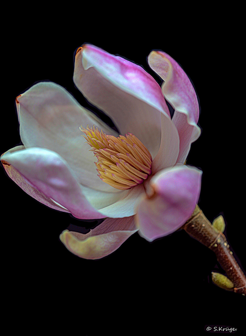 Magnolien Blüte