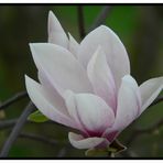 Magnolien Blüte (halbgeöffnet)