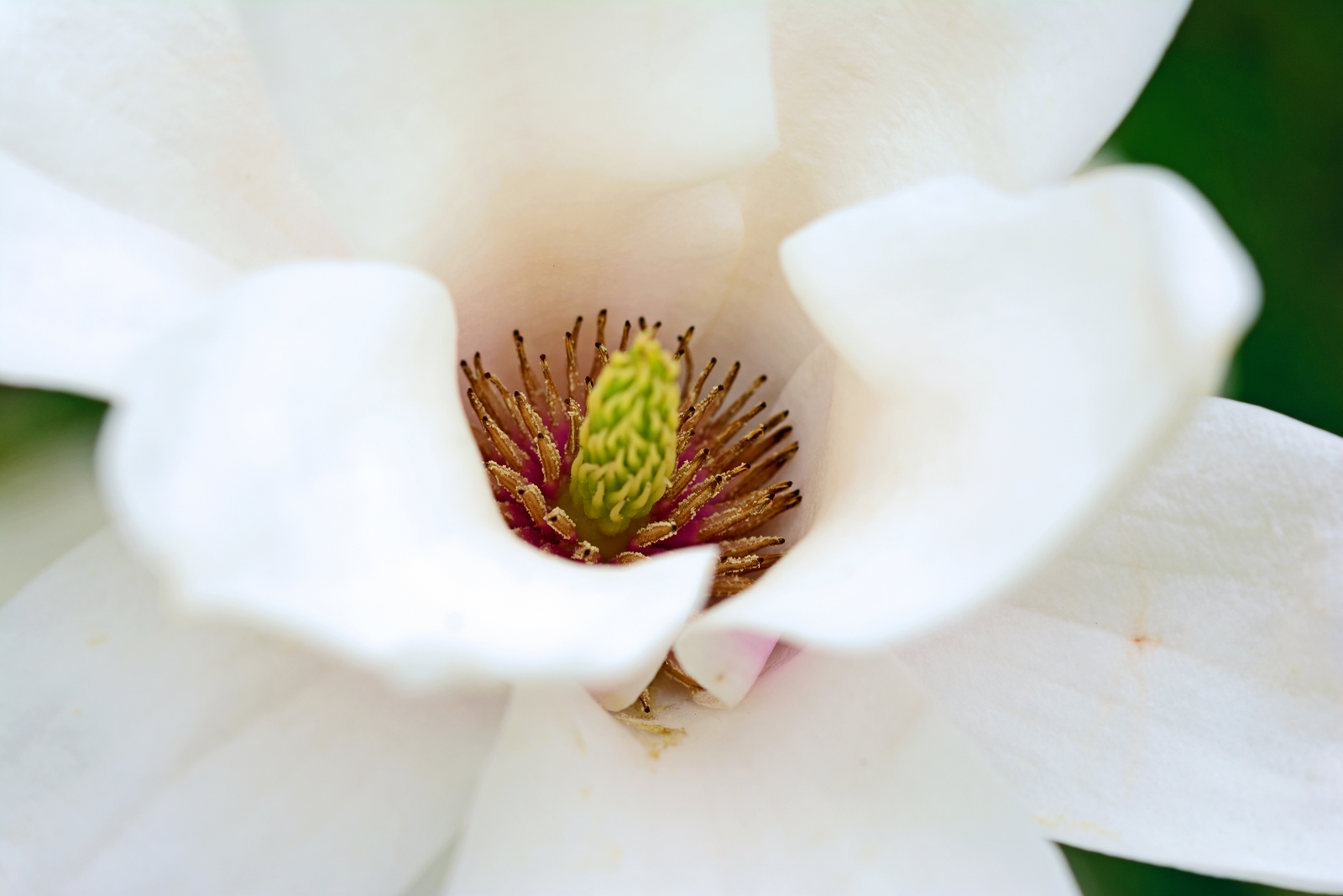 Magnolien Blüte in weiß.