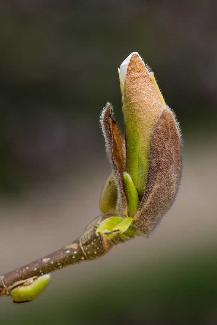 Magnolien Blüte mach auf.  