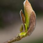 Magnolien Blüte mach auf.  