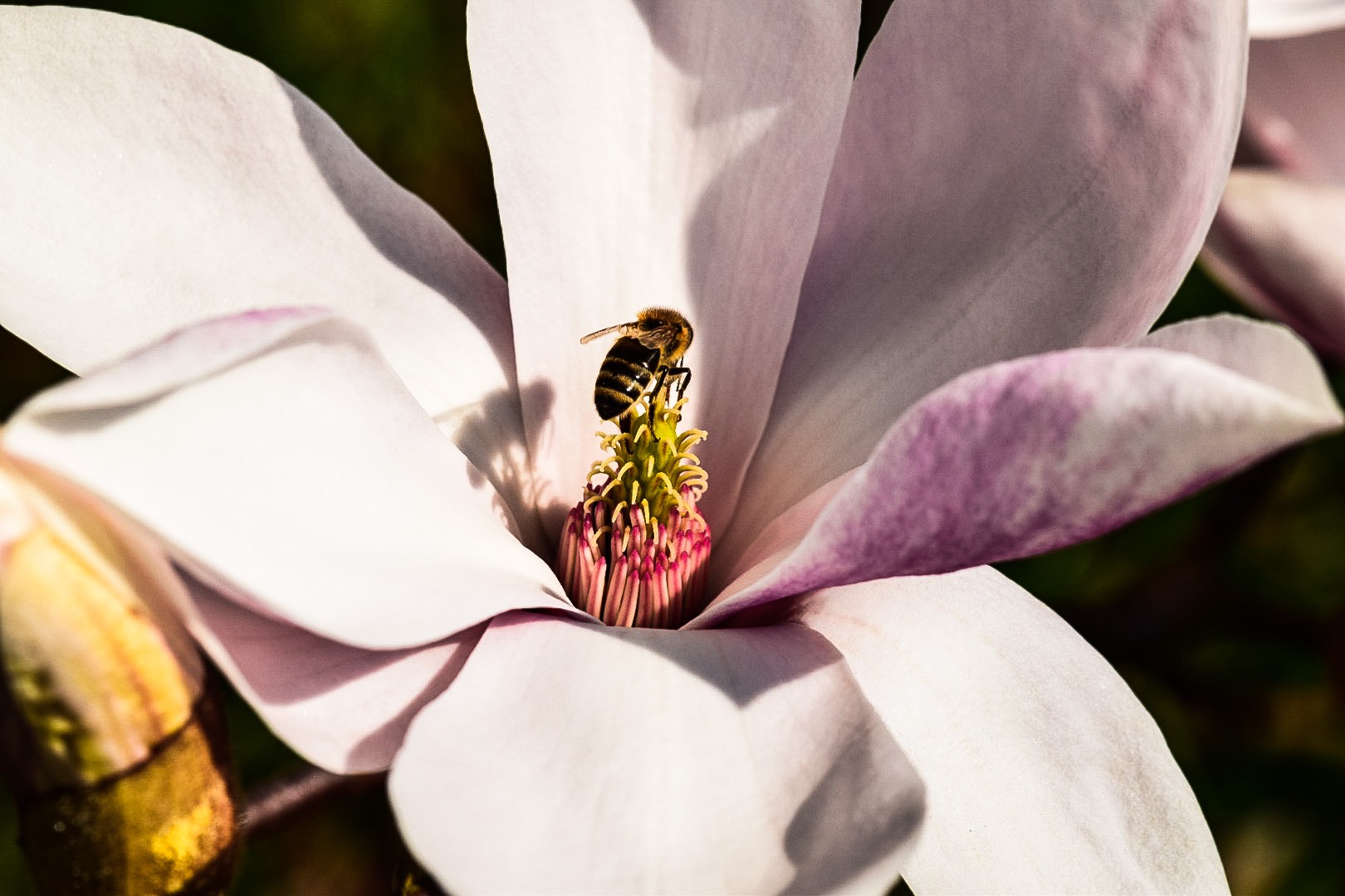 Magnolien Blüte mit Biene