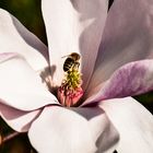 Magnolien Blüte mit Biene