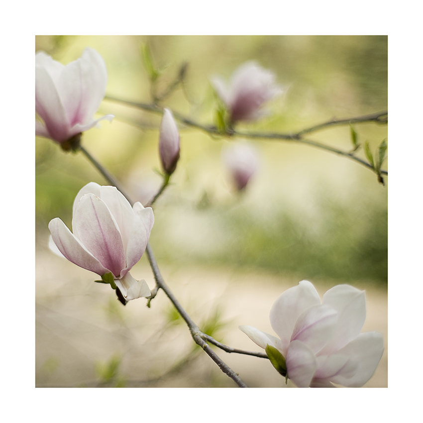 magnolien-blüten