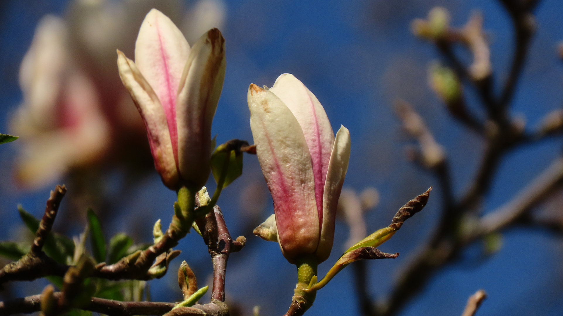 Magnolien Blüten