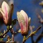 Magnolien Blüten