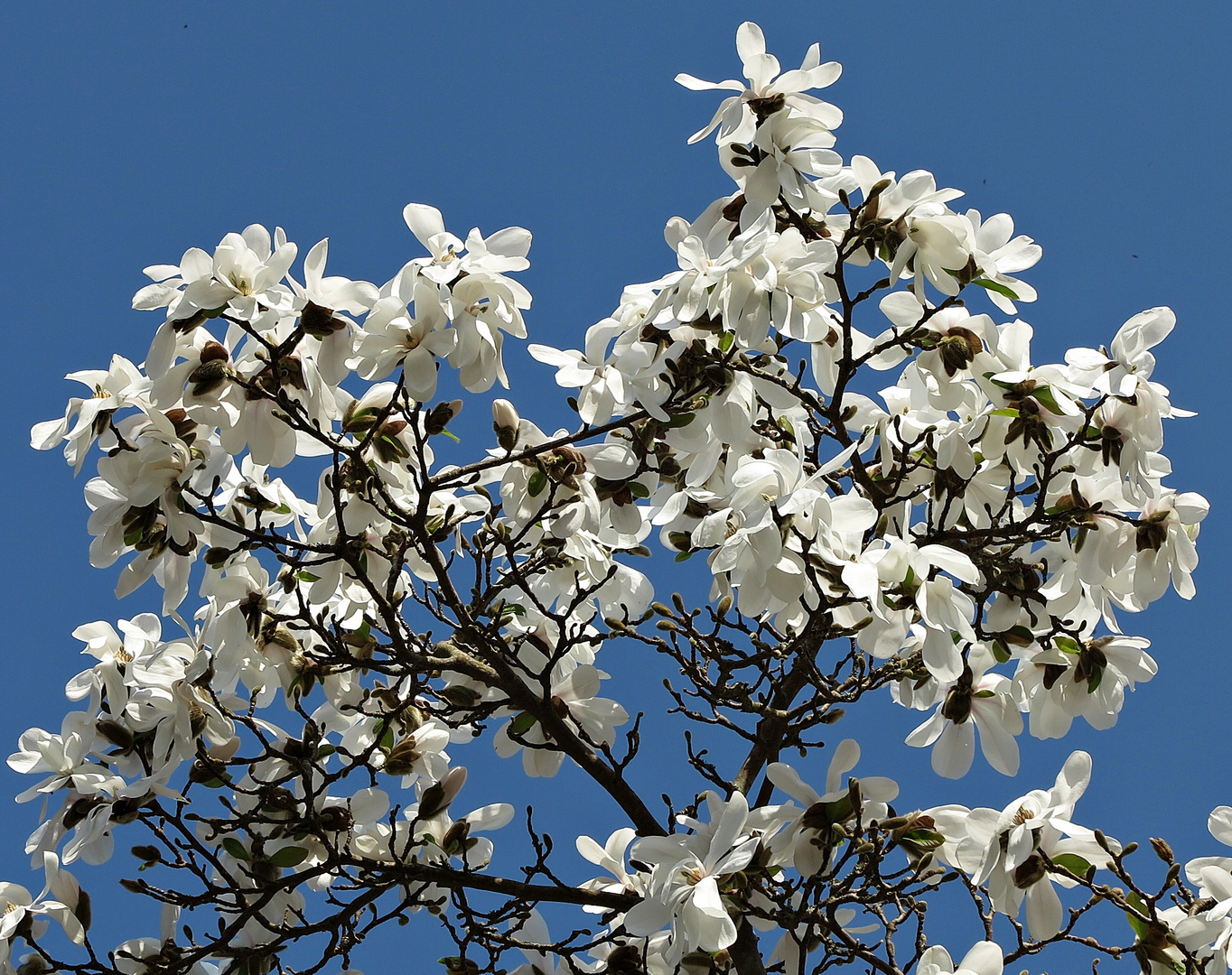 Magnolien-Blüten