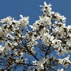 Magnolien-Blüten