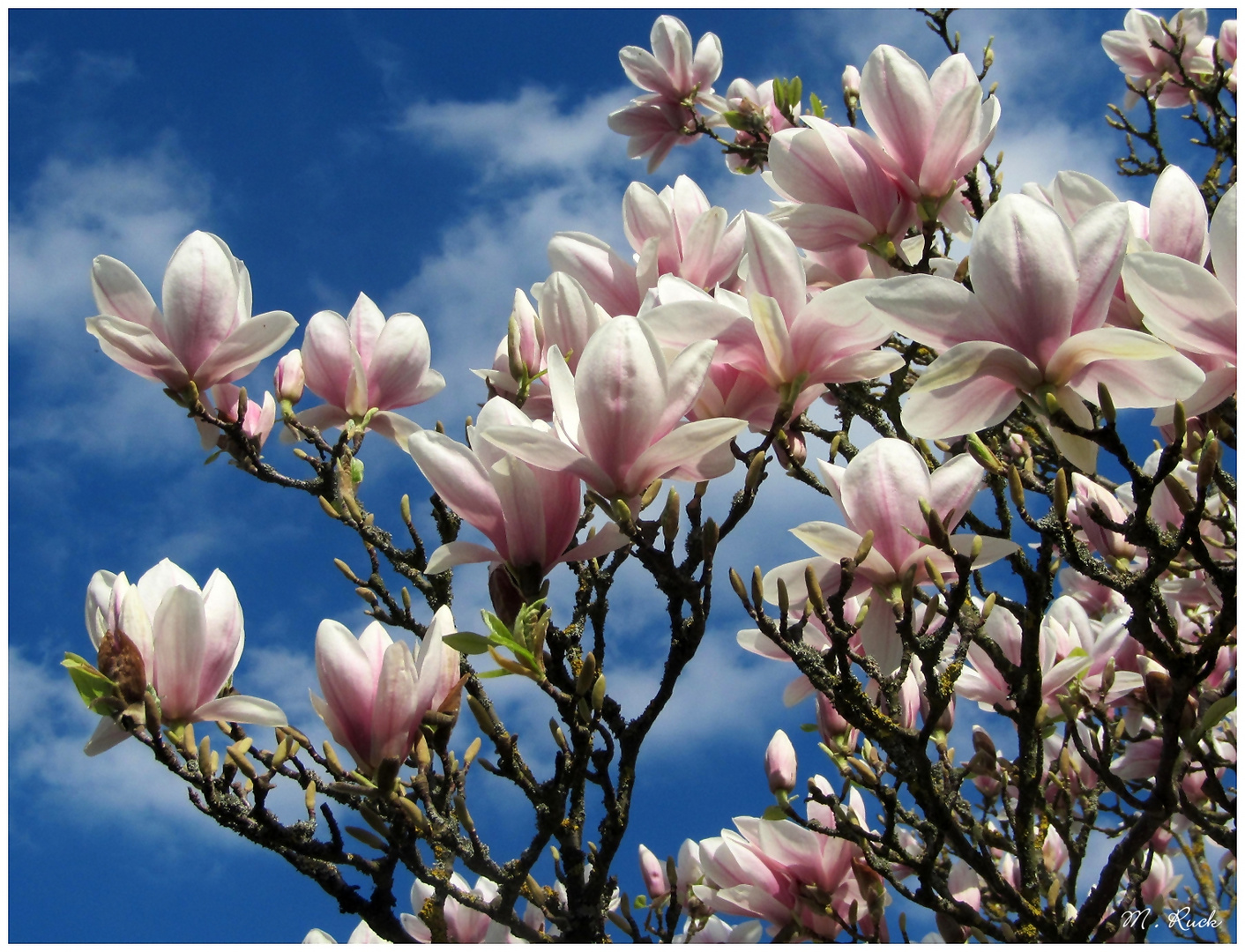 Magnolien Blüten Foto & Bild pflanzen, pilze & flechten, frühling