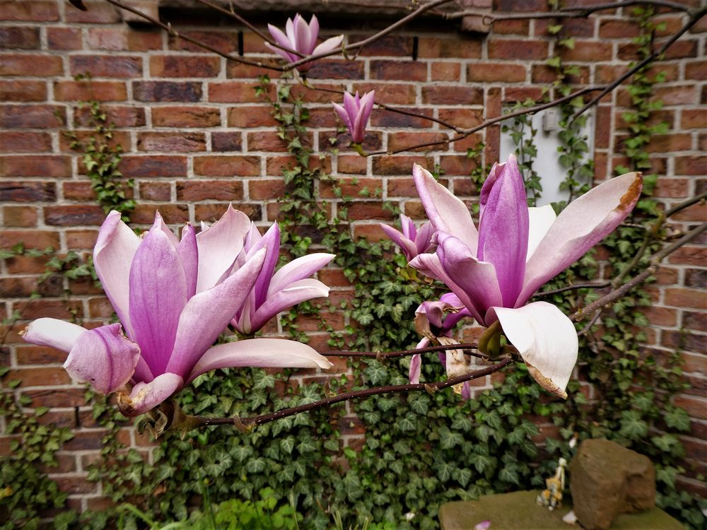 Magnolien Blüten