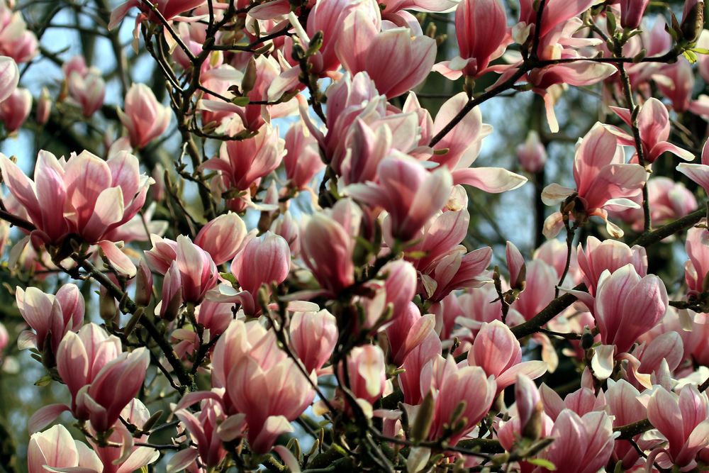 Magnolien Blüten 