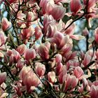 Magnolien Blüten 