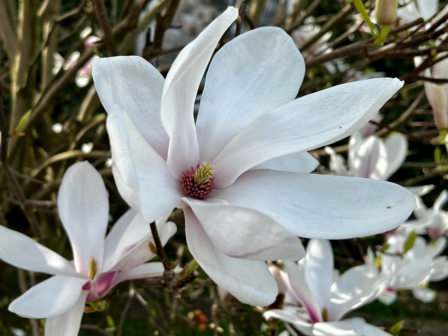 Magnolien-Blüten