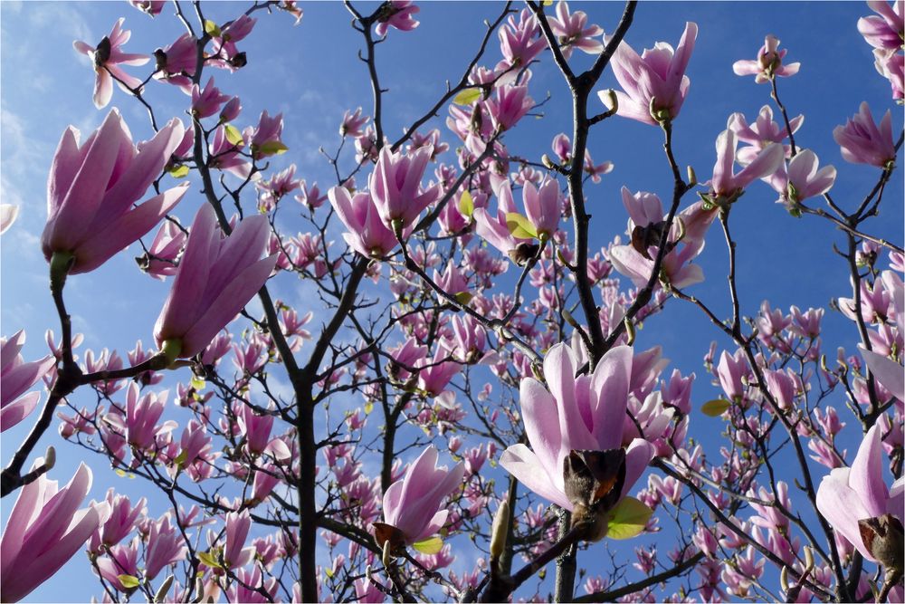 Magnolien-Blüten-Meer