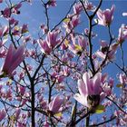 Magnolien-Blüten-Meer