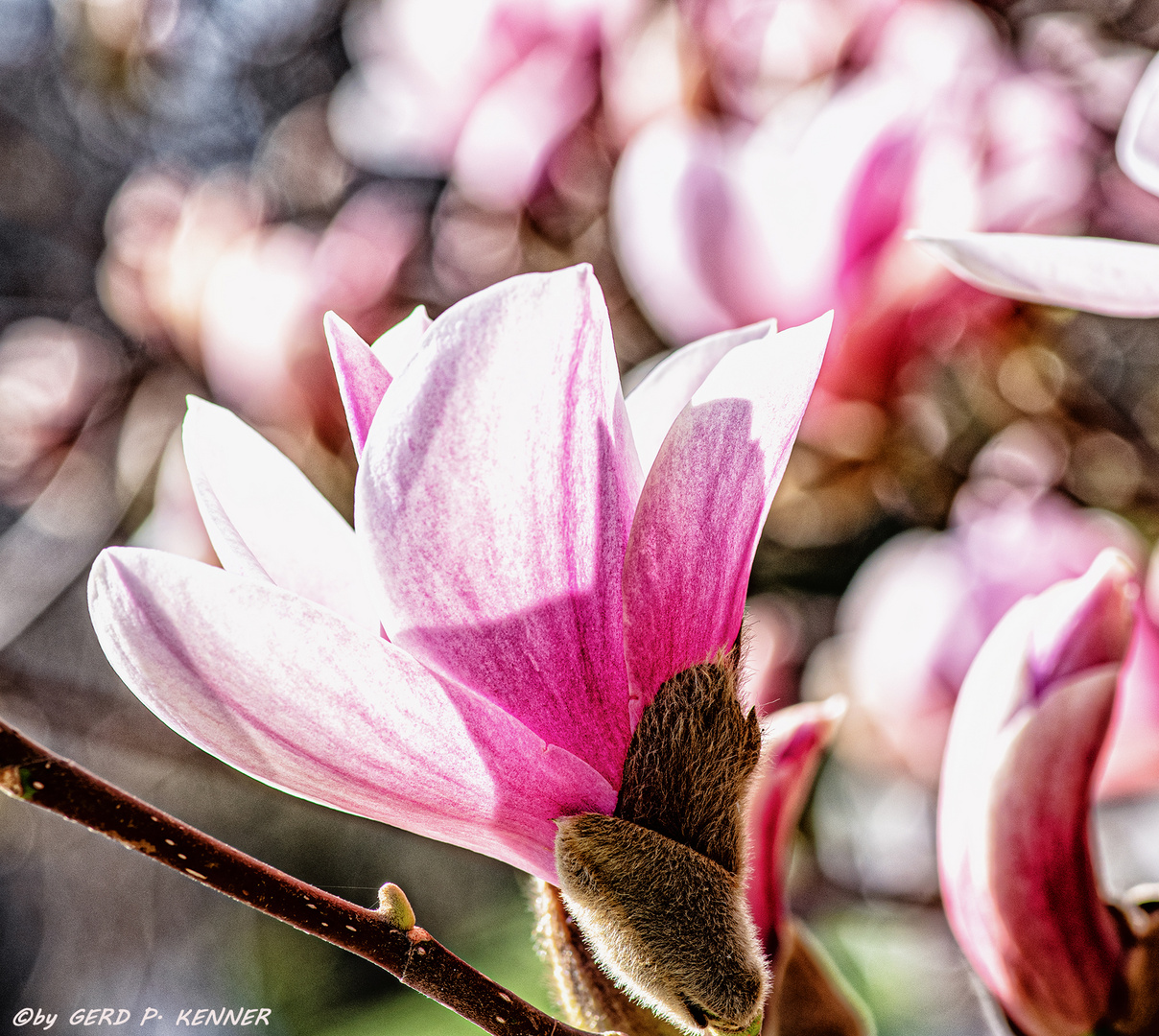 Magnolien-Blüten-Pacht .3