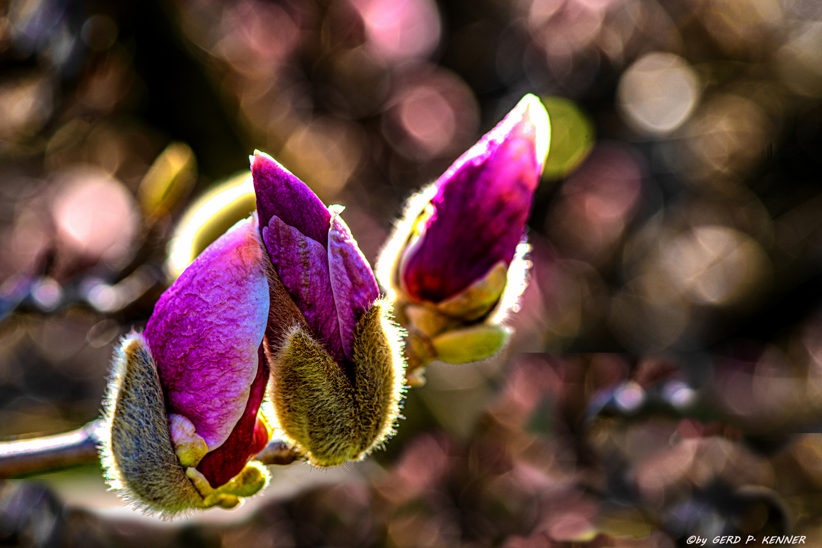 Magnolien-Blüten-Pracht .2