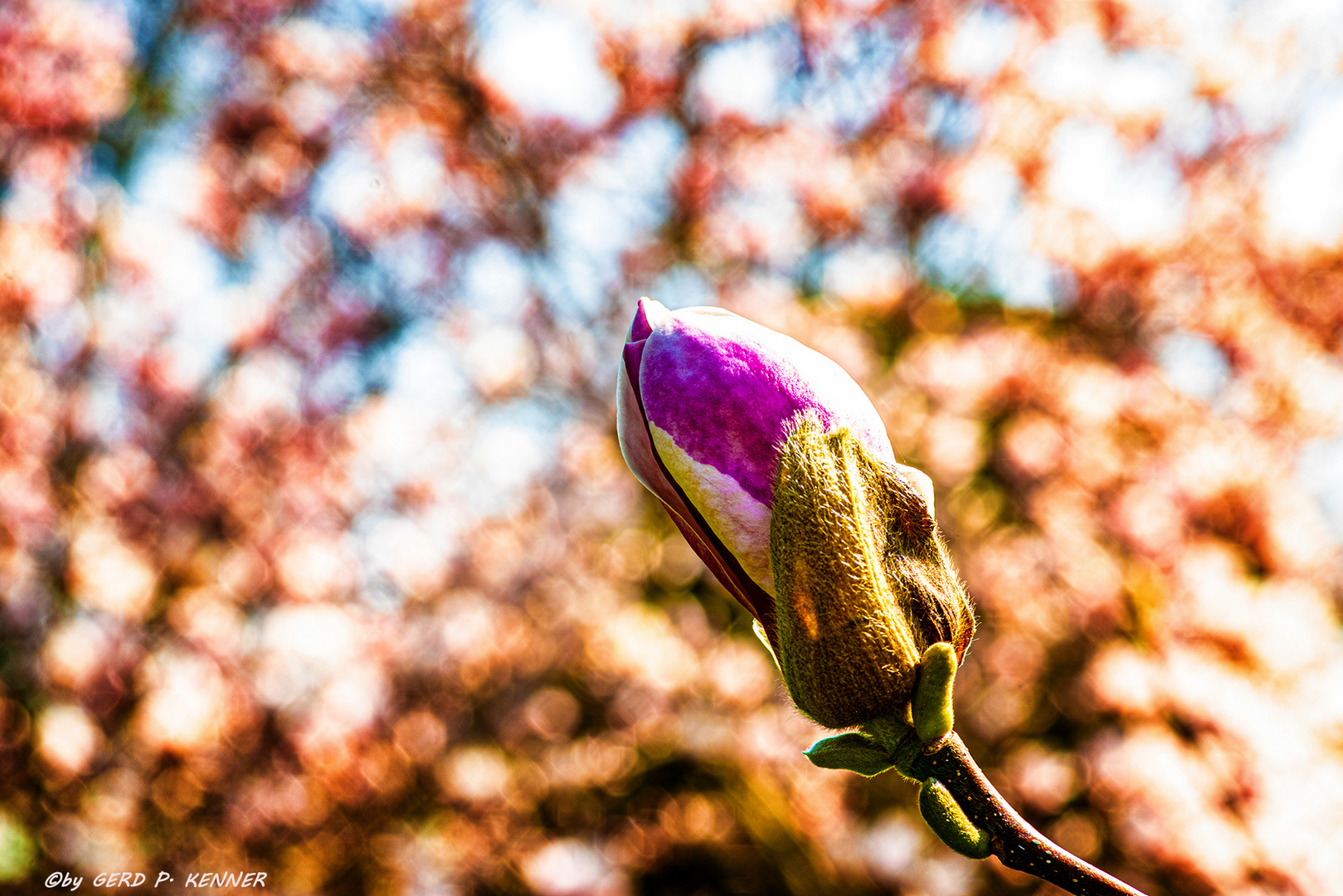 Magnolien-Blüten-Pracht