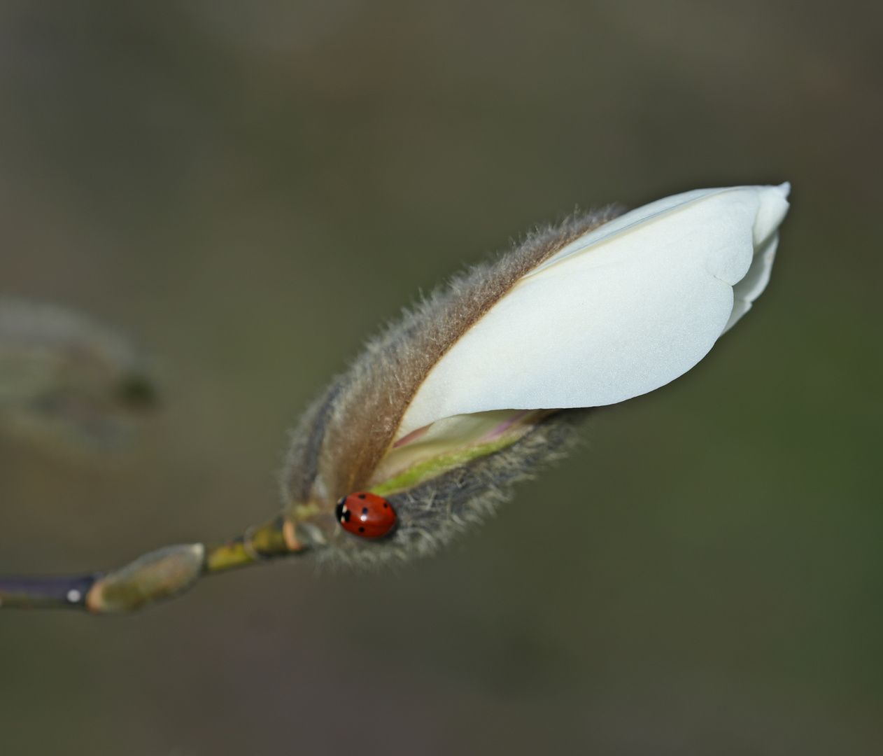 Magnolien-Blütenknospe
