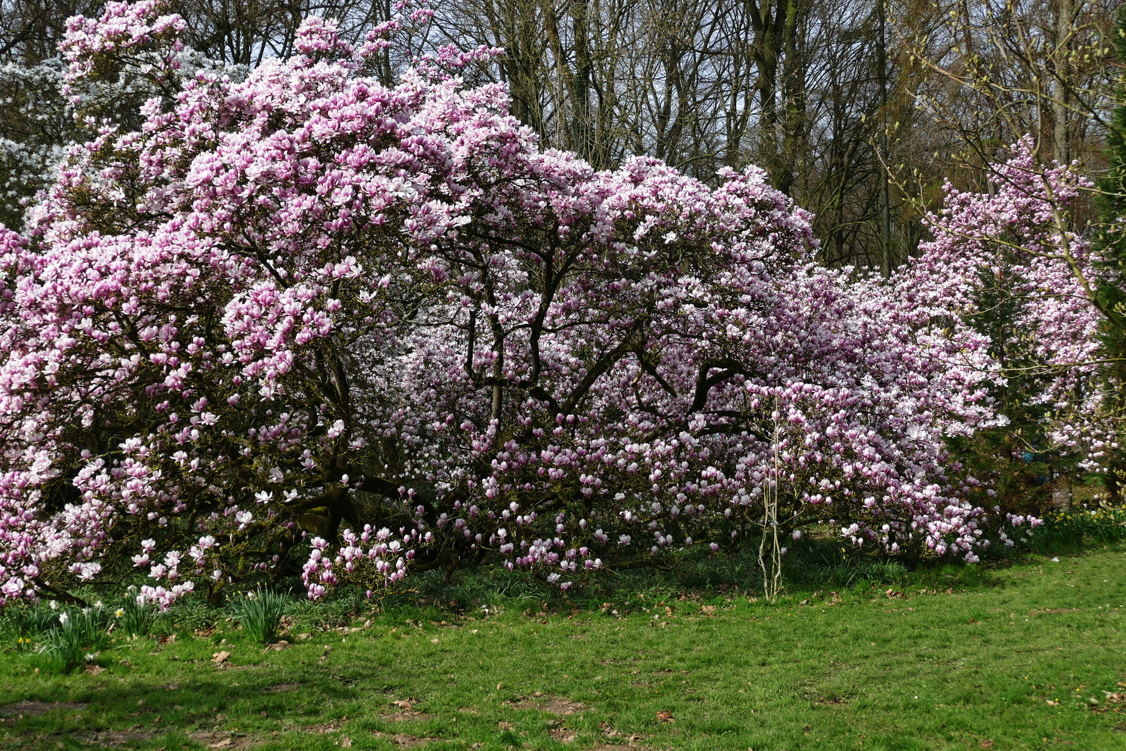 Magnolien Blütenmeer