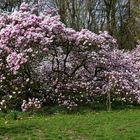 Magnolien Blütenmeer