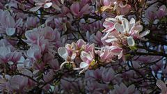 Magnolien Blütenmeer