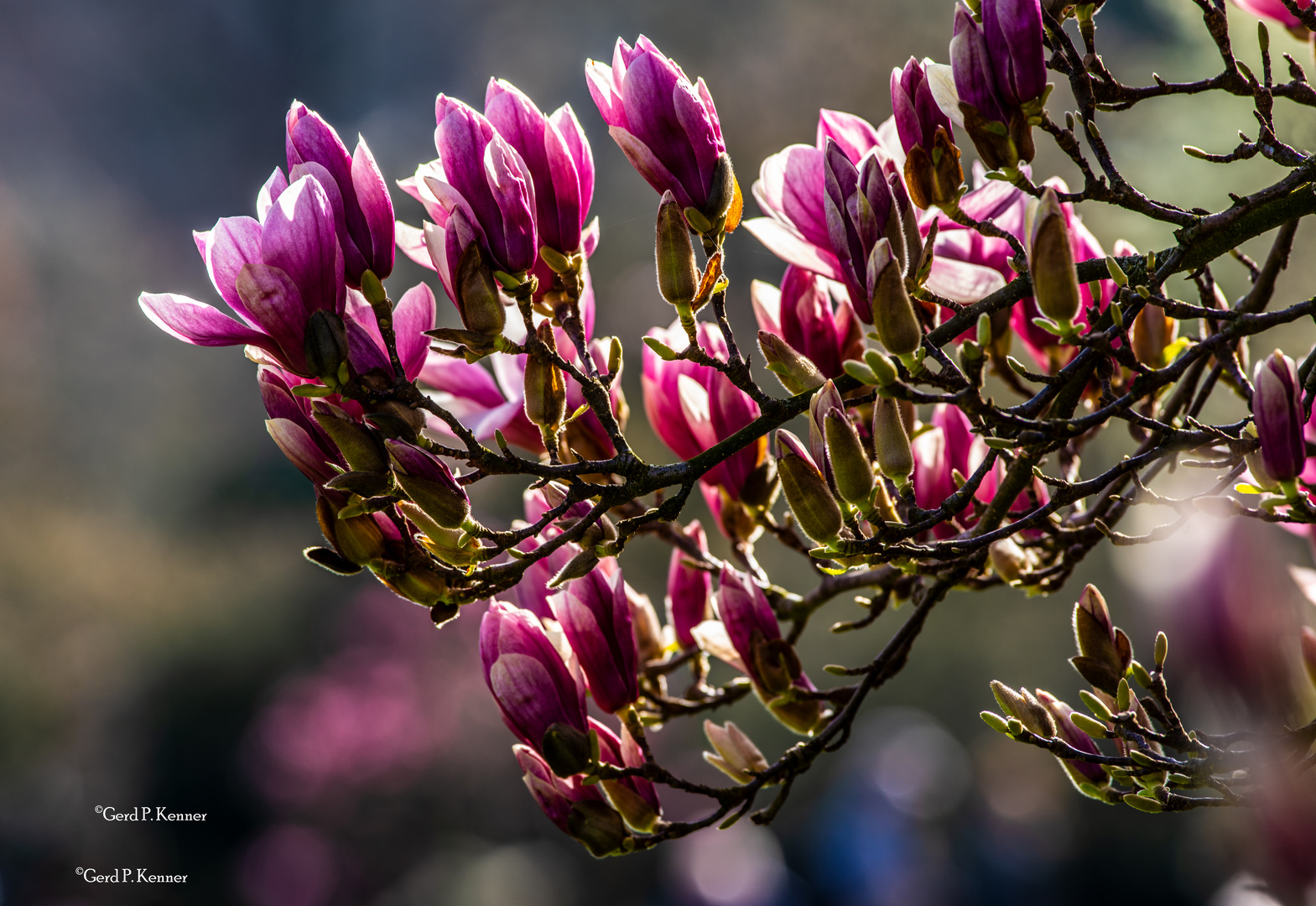 Magnolien Blütezeit