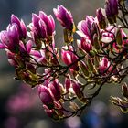 Magnolien Blütezeit