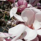 Magnolien