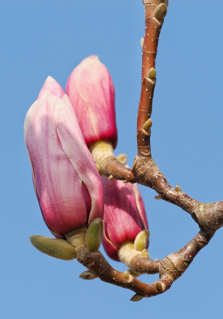 Magnolien....